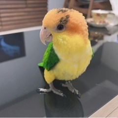 シロハラインコ
