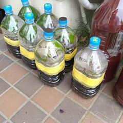 耐寒性睡蓮