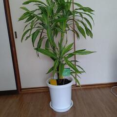 観葉植物