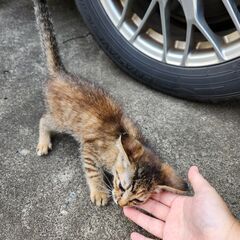 子猫の里親を探しています
