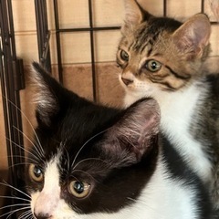 姉妹猫ハチワレちゃんとキジ白ちゃん