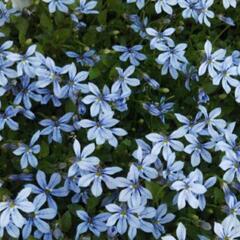 7/8現在　まだ開花中　プラティア　花　鉢ごとの画像