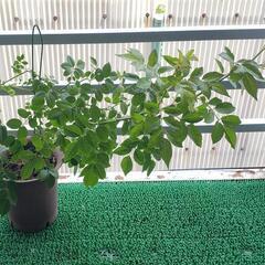 7/8現在　つるバラ苗　キングローズ　生活雑貨 家庭用品 ガーデニングの画像