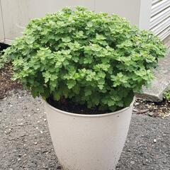 7/8現在　まあるく咲く　真紅のポットマム　小菊の画像