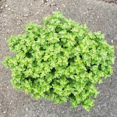 7/8現在　まあるく咲く　真紅のポットマム　小菊の画像