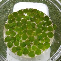 【値下げ！】浮き草 フィランサスフルイタンスの画像
