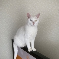 白猫、8才メス、オッドアイ探してます