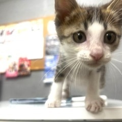トライアル中※ 生後2ヶ月弱  オス 猫より人が好きにゃんこ