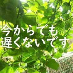 （送料込・あんしん決済）スーパー野菜！　ツルムラサキ科 オカワカ...