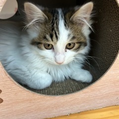 野良猫ちゃん、飼い猫ちゃんの避妊去勢手術のお手伝い。