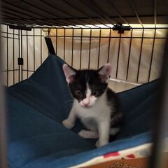🐈６つ子②　ジロ　ずっとのおうち🏠探してます