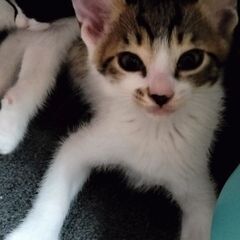🐈６つ子①　タロ　ずっとのおうち🏠探してます