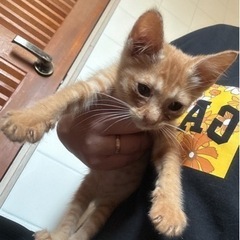 千葉県旭市　子猫を保護しています　白黒、茶色、商談中