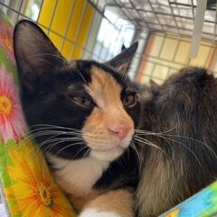 🐈６つ子④　しづ子　ずっとのおうち🏠探してます