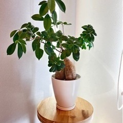 ガジュマル 観葉植物