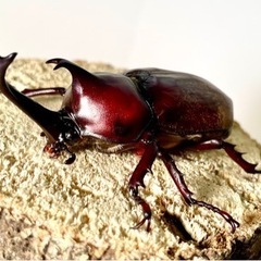 カブトムシ