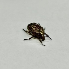 【WD】シロテンハナムグリ　1匹　成虫  