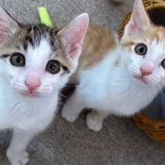 元気いっぱい子猫オス2匹