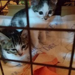 猫 里親 求む