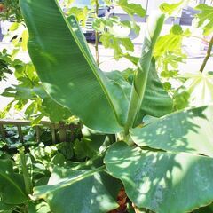 ドワーフ・モンキーバナナ特大苗の画像