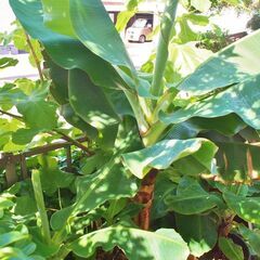 ドワーフ・モンキーバナナ特大苗の画像