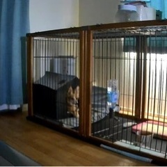 大型犬用ゲージの画像
