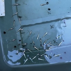 【めだか】幹之　みゆき　1匹100円　成魚サイズ　