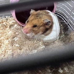 ハムスターメス