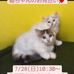 7/28(日)譲渡会。 生後2か月サイベリアン兄弟(⋈◍＞◡＜◍...