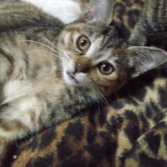 猫4匹里親募集