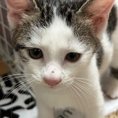 2カ月半の男の子保護猫　