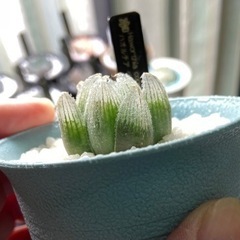 ハオルチア　ベヌスタ