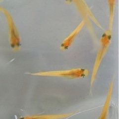 値下げしました！めだかの稚魚 10匹