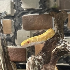 蛇の抜け殻