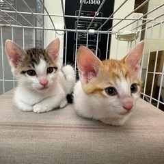 2ヶ月弱のオス2匹 − 和歌山県