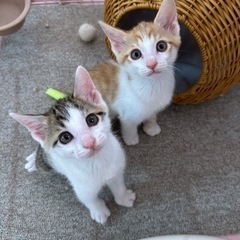 2ヶ月弱のオス2匹 - 新宮市