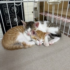 2ヶ月弱のオス2匹 - 猫