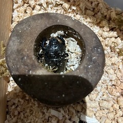 お子様と一緒限定カブトムシ交尾済みペア
