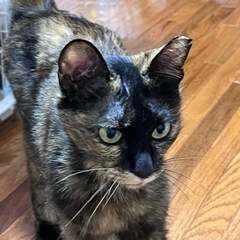 サビ柄のおんなの子。里親様を募集してます。