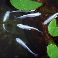 メダカ🐟幹之 ✨若魚30匹980円