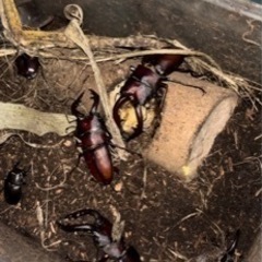 ノコギリクワガタ♂2匹と♀1匹
