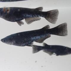 メダカ　ブラックダイヤ　2ペア＋1匹　1000円