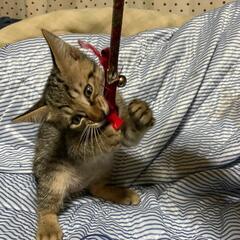 僕たちを家族にしてください！(代理投稿)