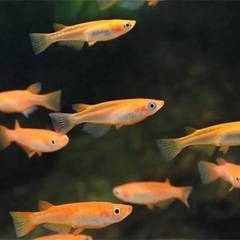 メダカ🐟楊貴妃✨ 若魚20匹980円
