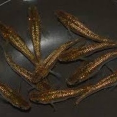 メダカ🐟琥珀ラメ✨若魚10匹980円
