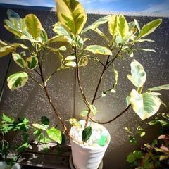 フランスゴムの木(斑入り)鉢植え　観葉植物　