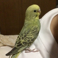 人懐っこいセイセイインコ♥