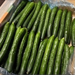受け渡し者【決定】③国産（福島県産）きゅうり10本