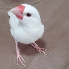 迷子の文鳥探をしています!!!!その後無事に見つかりました