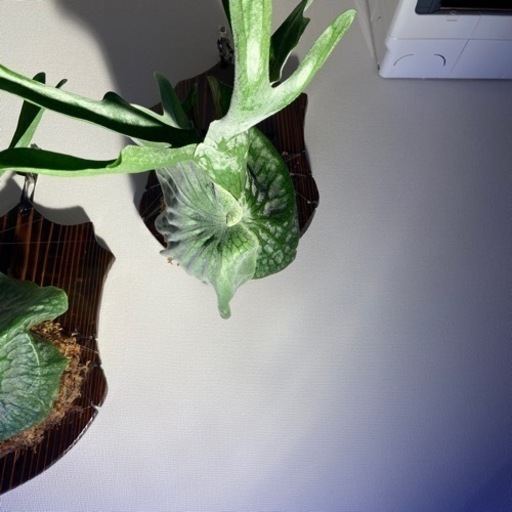 観葉植物